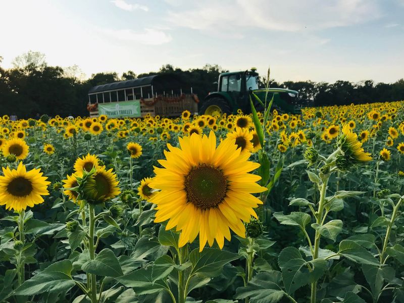 Late Summer Blooms Lead Right Into Fall