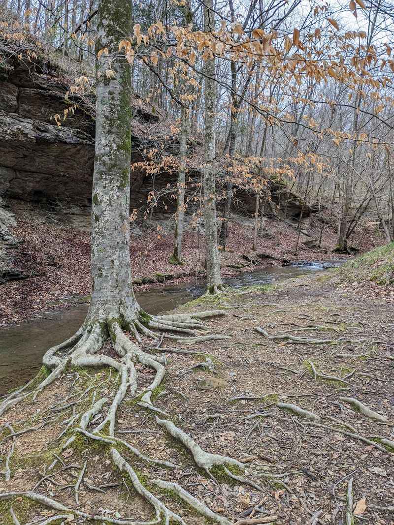 Laurel Woods Trail at Beaman Park