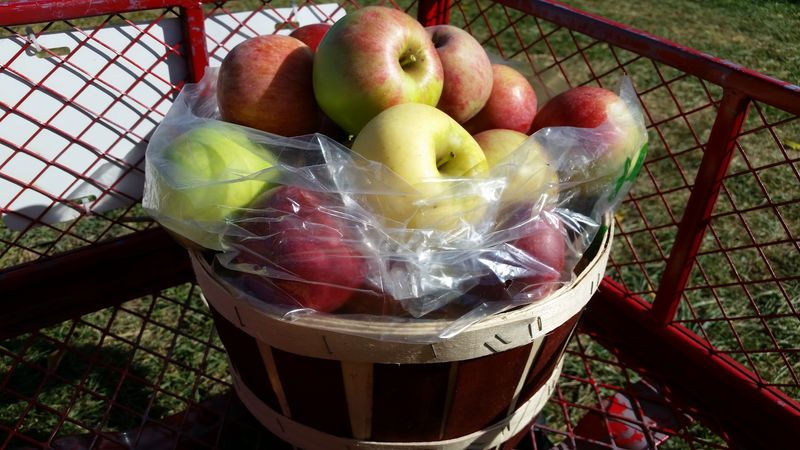 Lawrence Orchards, Marion Lawrence Orchards, Marion