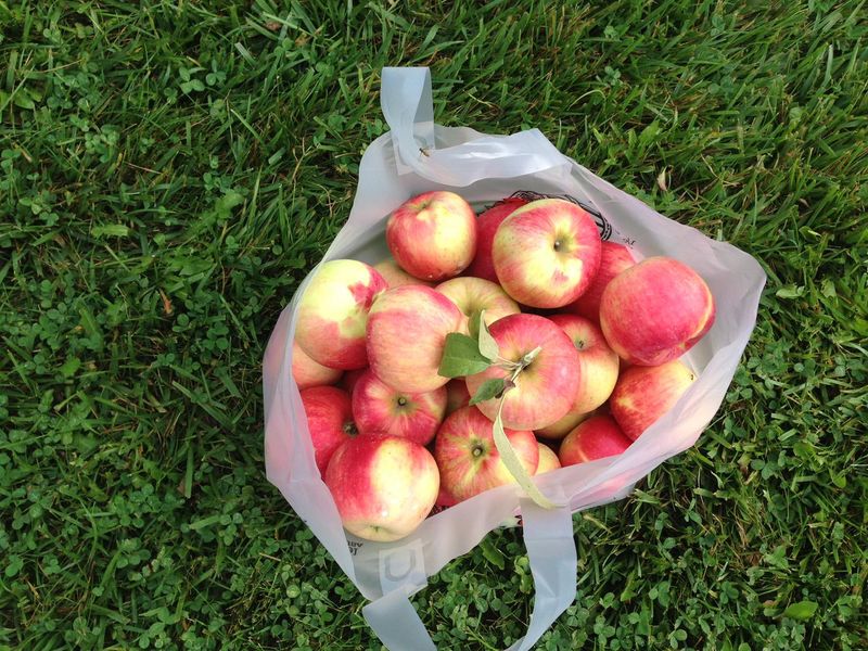Lawrence Orchards, Marion Lawrence Orchards, Marion
