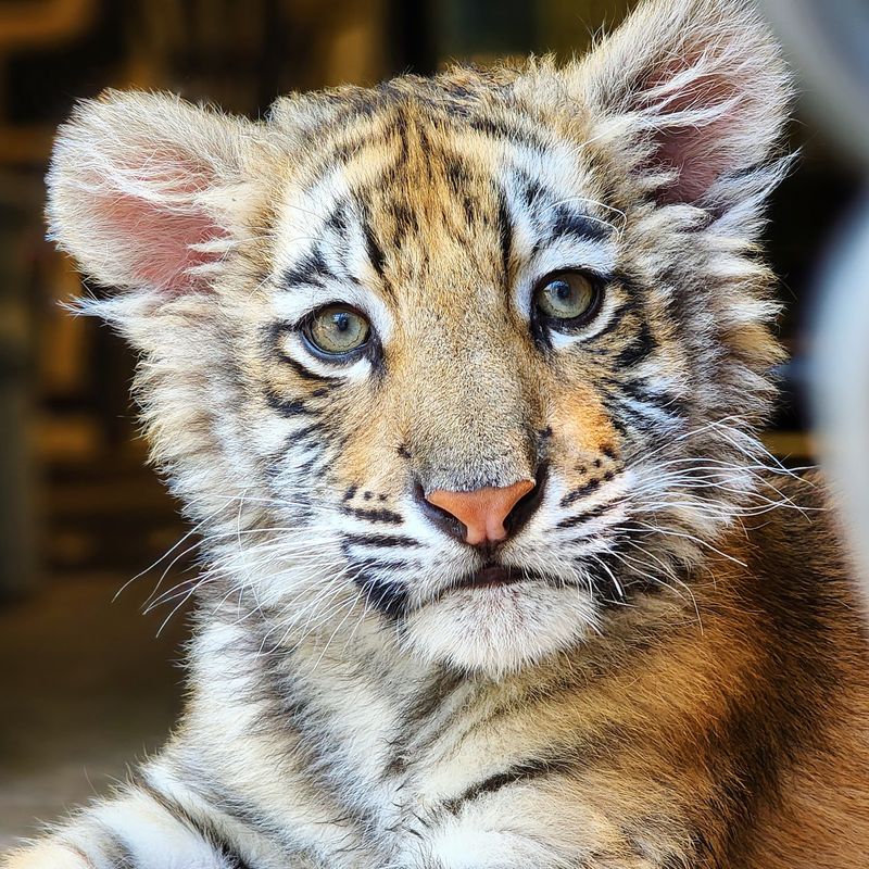 Learn Each Rescued Animal's Heartbreaking Yet Hopeful Story