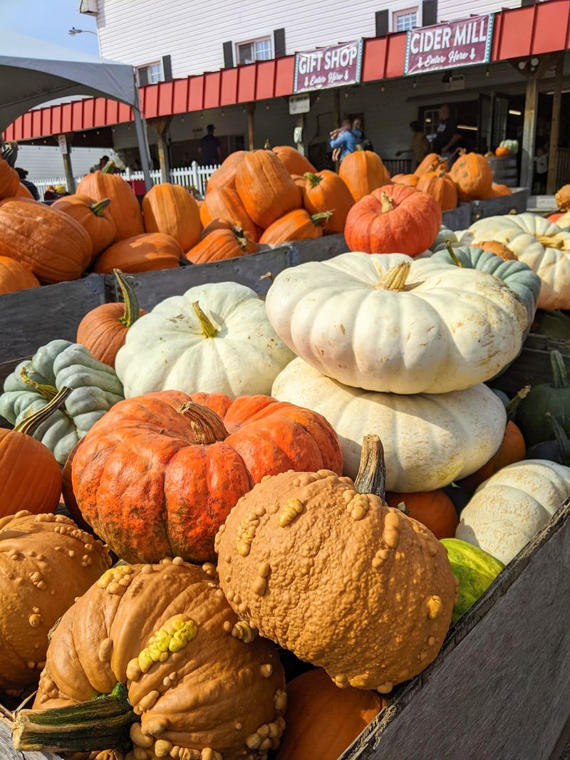 Let the Pumpkin Patch Set the Pace