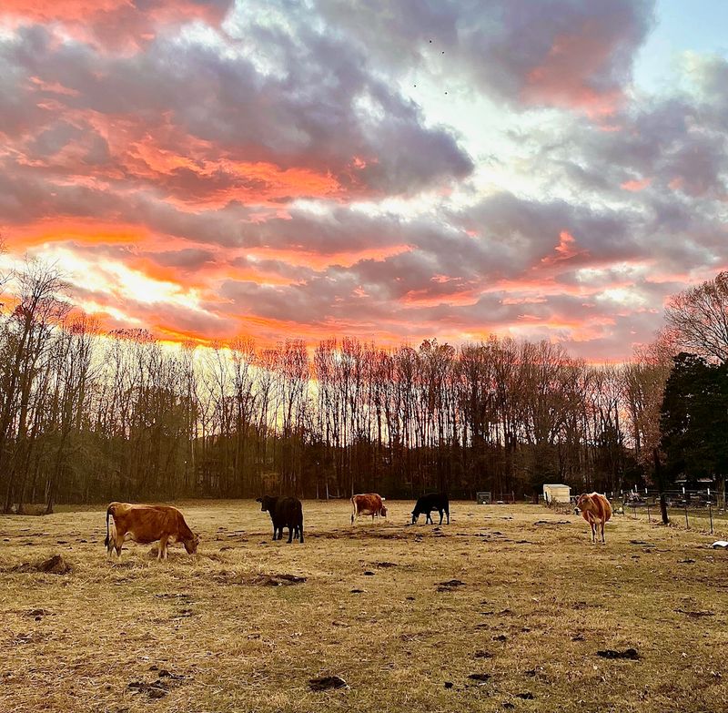 Lightfoot Farmstead in Millington