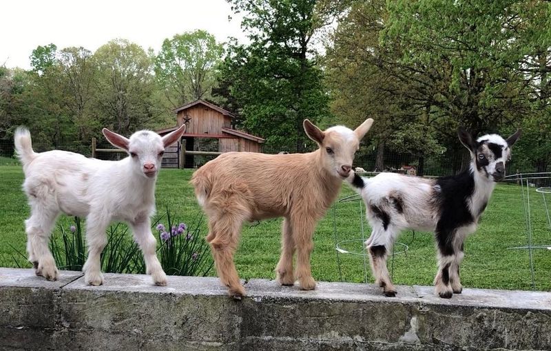 Little Tail Farms, Dunlap Little Tail Farms, Dunlap