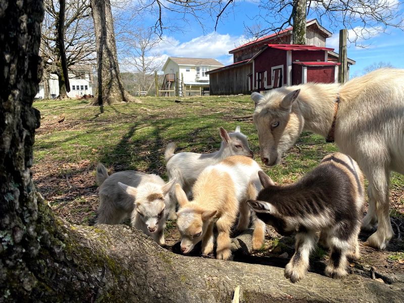 Little Tail Farms, Dunlap Little Tail Farms, Dunlap