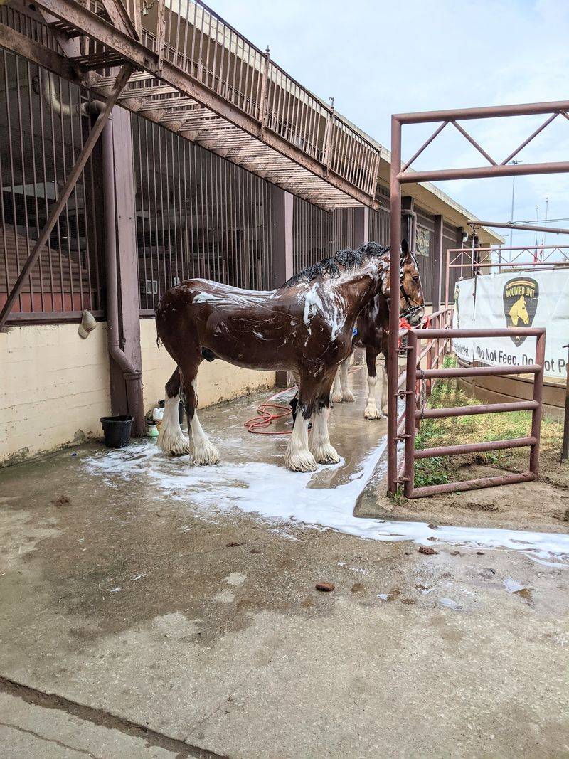 Livestock Competitions Showcase Agricultural Heritage Livestock Competitions Showcase Agricultural Heritage