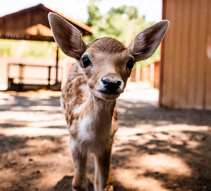 Living Treasures Wild Animal Park, New Castle Living Treasures Wild Animal Park, New Castle