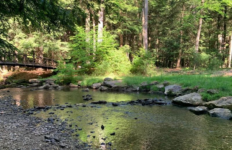 Longfellow Trail at Cook Forest State Park in Cooksburg