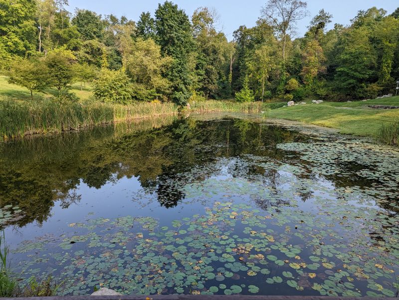 Lotus Pond Adds Quiet Beauty Lotus Pond Adds Quiet Beauty