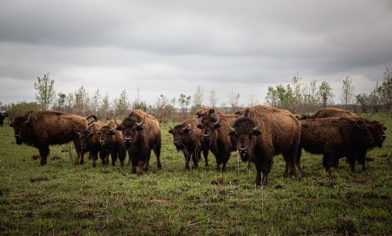 Bison and Butterflies Share the Same Indiana Prairie Bison and Butterflies Share the Same Indiana Prairie