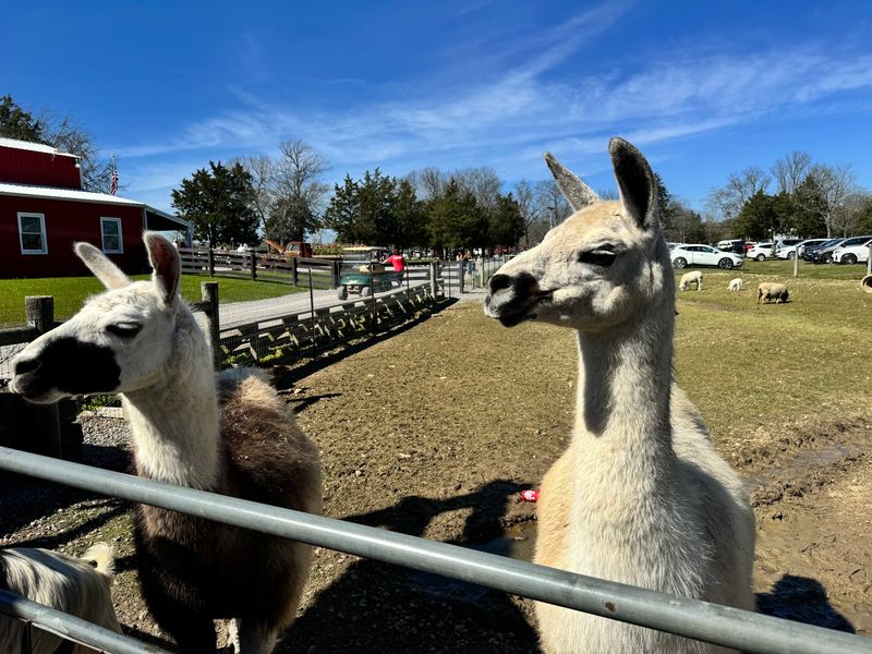 Lucky Ladd Farms - Farm Park & Zoo - Eagleville Lucky Ladd Farms - Farm Park & Zoo - Eagleville