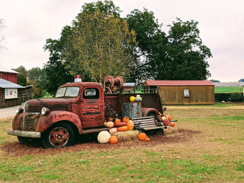 Lyon Family Farms in Taft Lyon Family Farms in Taft