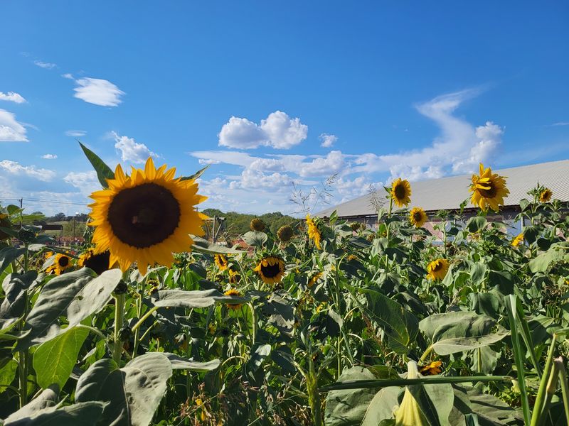 Mainstay Farm (Cleburne)