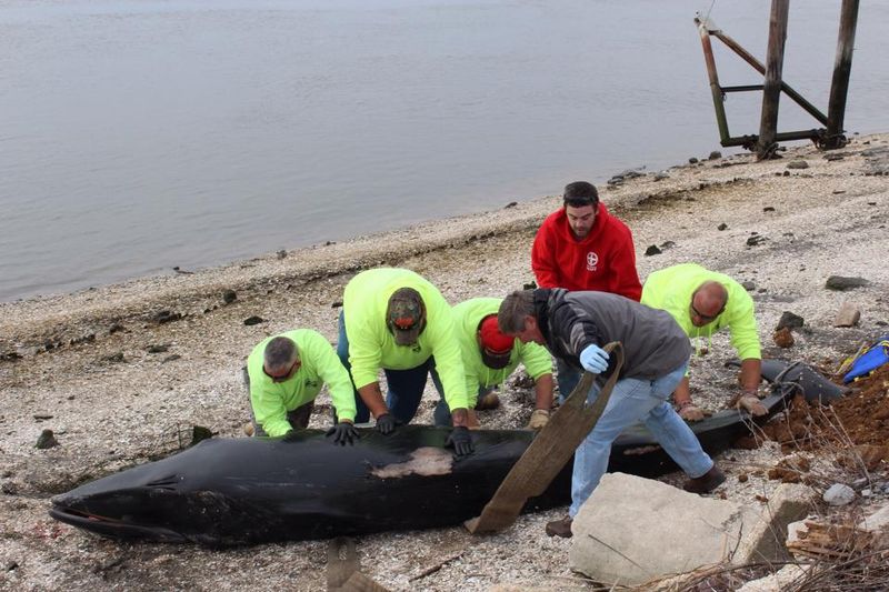Marine Mammal Stranding Center - Brigantine Marine Mammal Stranding Center - Brigantine