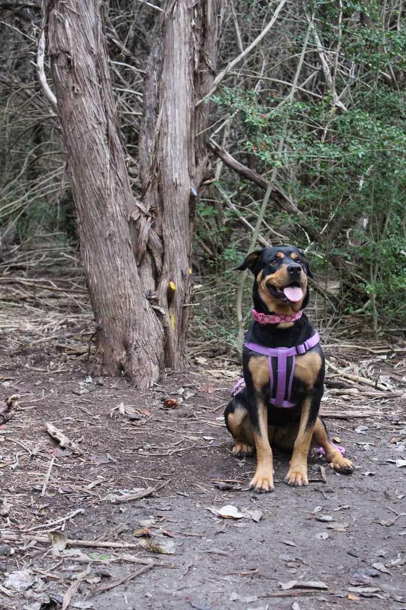 Mary Moore Searight Off Leash Trailhead (Austin) Mary Moore Searight Off Leash Trailhead (Austin)