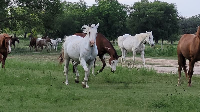 Mayan Dude Ranch (Bandera) Mayan Dude Ranch (Bandera)