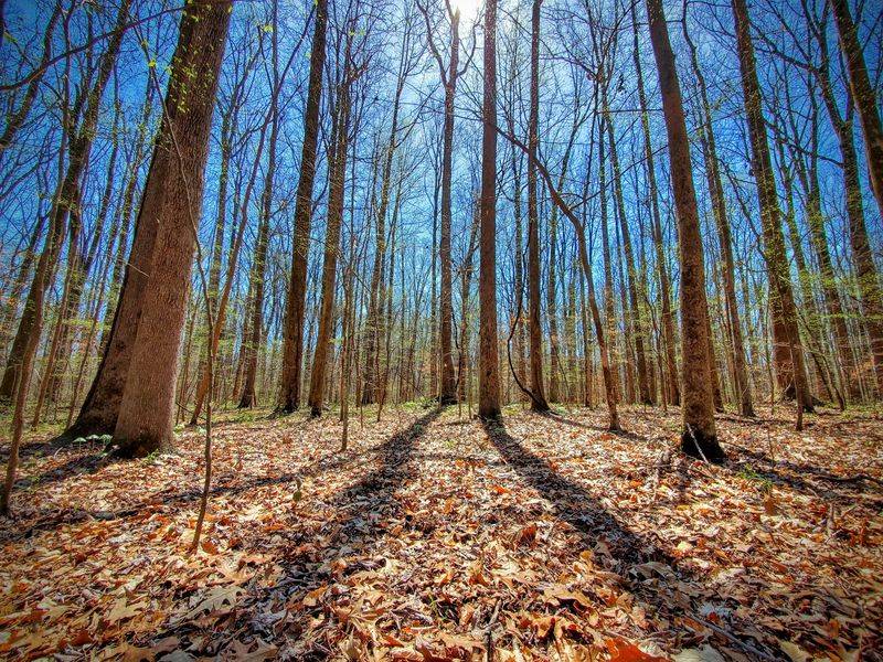 Meeman-Shelby Forest State Park - Woodland Trail, Millington Meeman-Shelby Forest State Park - Woodland Trail, Millington