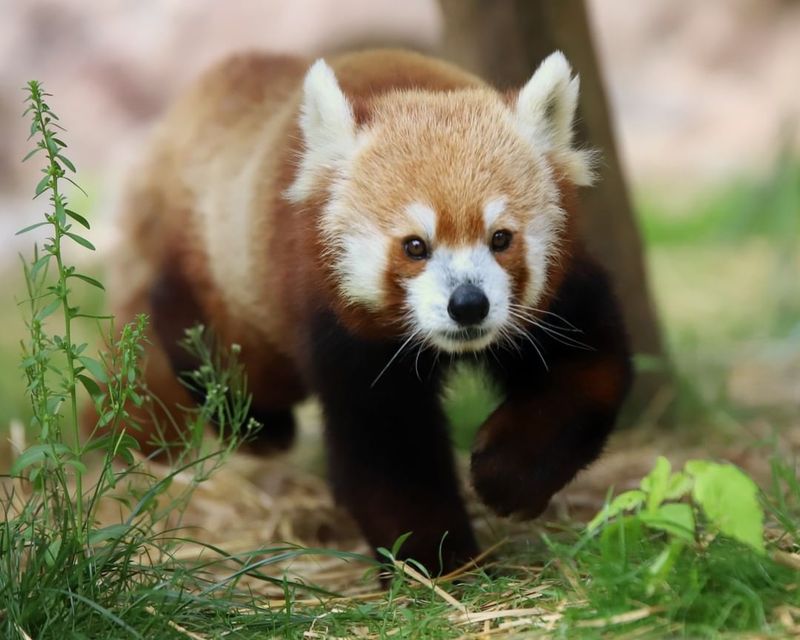 Meet More Animals From Otters To Red Pandas