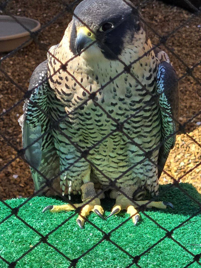 Meet Other Incredible Birds of Prey Meet Other Incredible Birds of Prey