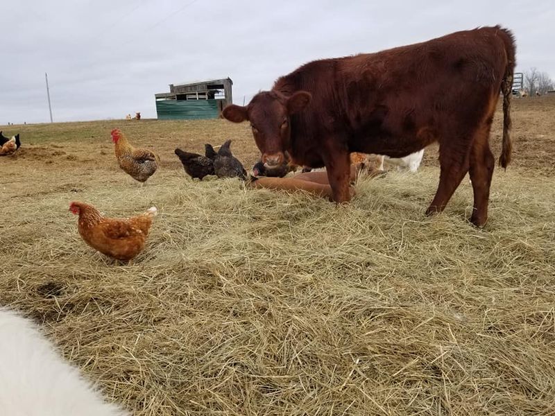Meet Taylor Family Farm in Ethridge, Tennessee