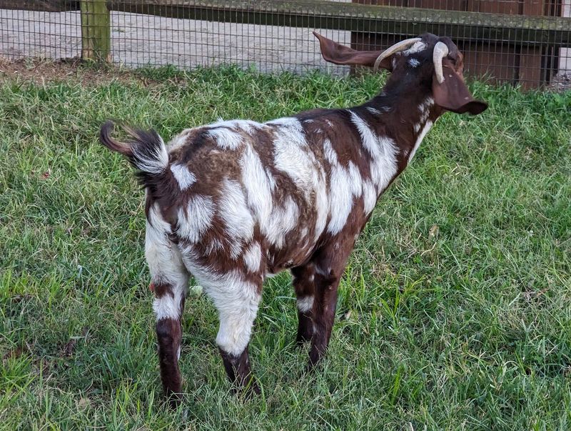 Meet the Baby Goats