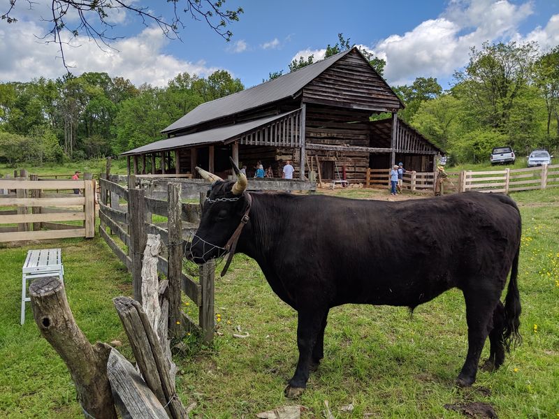 Meet the Heritage Animals That Still Call the Farm Home Meet the Heritage Animals That Still Call the Farm Home