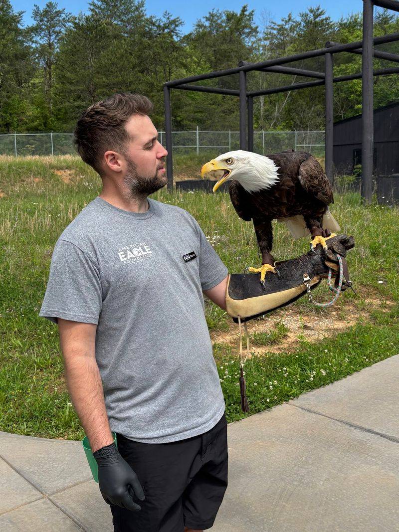 Meet the Majestic Bald Eagles Up Close Meet the Majestic Bald Eagles Up Close