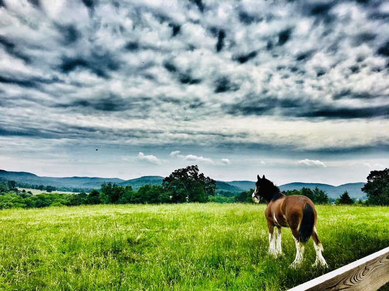 Meet the Majestic Clydesdales of Livingston, Tennessee Meet the Majestic Clydesdales of Livingston, Tennessee
