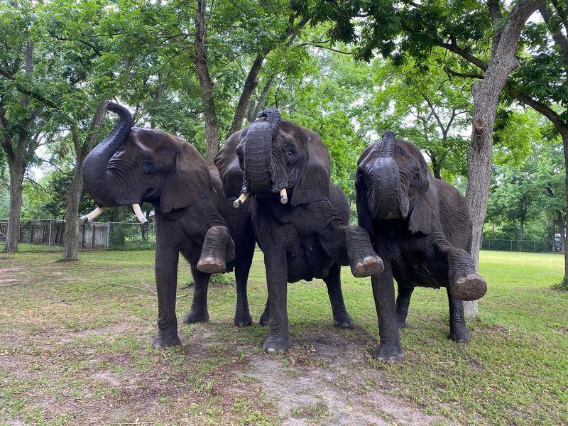 Meeting The Whole Animal Family