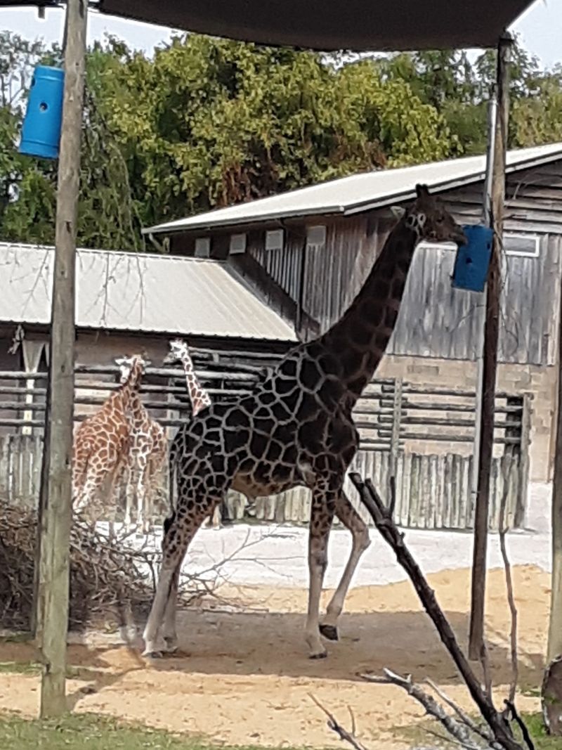 Meeting the Giraffe Herd's Unique Personalities Meeting the Giraffe Herd's Unique Personalities