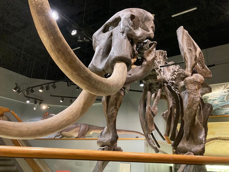 Memphis Museum of Science & History - Memphis