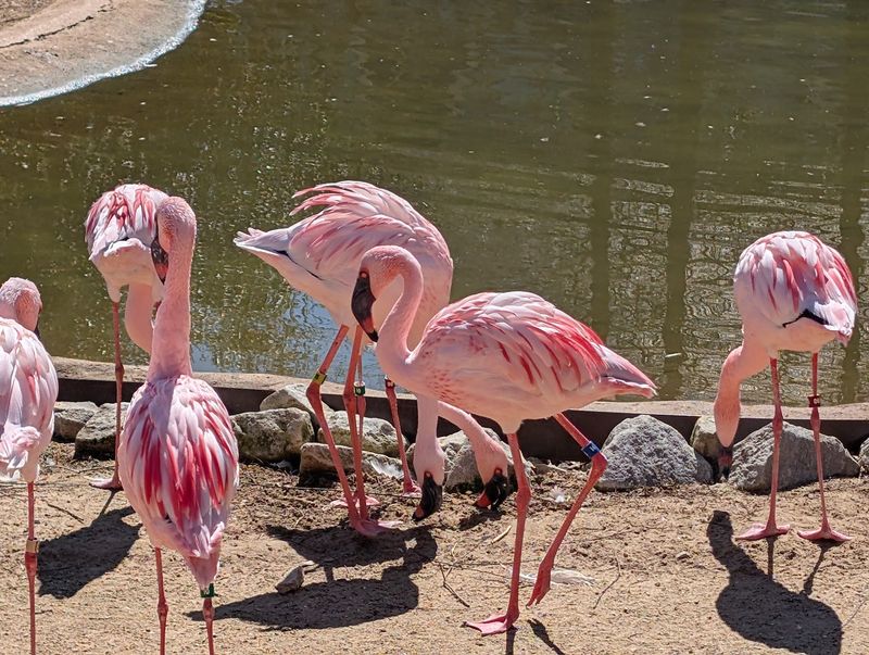 Memphis Zoo - Memphis