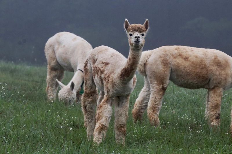 Mesa Trail Alpacas, Jacks Creek Mesa Trail Alpacas, Jacks Creek