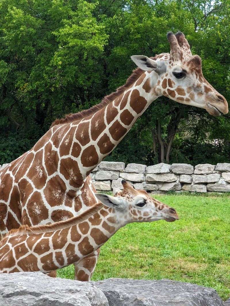 Michigan Families Get More Than the Big-Name Animals