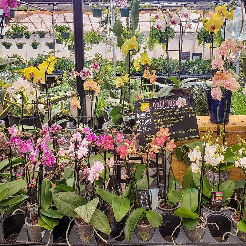 Michigan Plant Shopping for Both Indoors and Out Michigan Plant Shopping for Both Indoors and Out