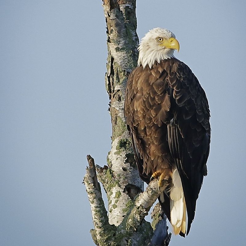 Michigan Skies, Eagle Possibilities Michigan Skies, Eagle Possibilities