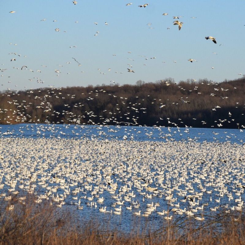 Middle Creek Wildlife Management Area - Kleinfeltersville