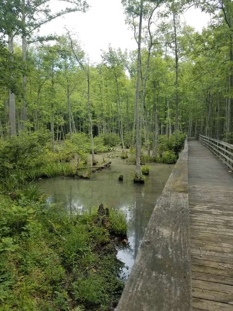 Mineral Slough Boardwalk, Ghost River State Natural Area – Moscow