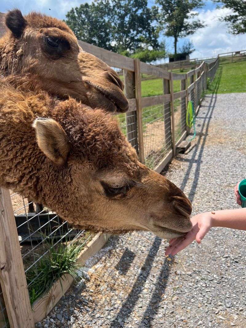 Mitchell's Petting Zoo & Exotics, Sweetwater Mitchell's Petting Zoo & Exotics, Sweetwater