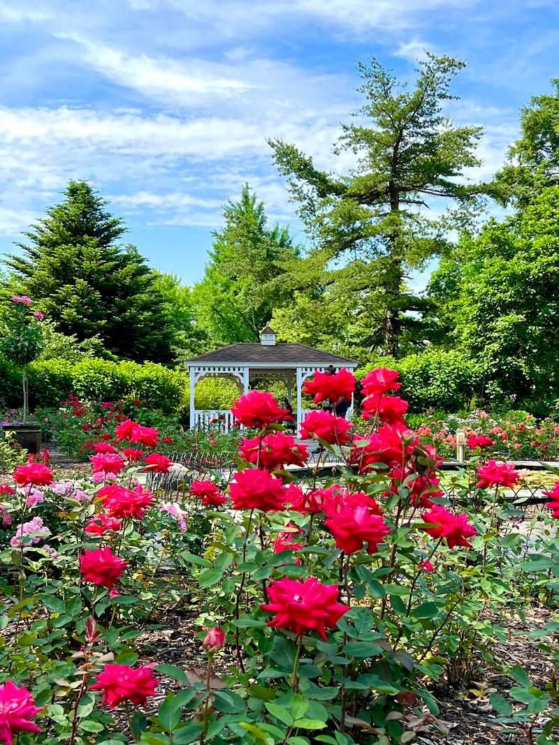 More Than 3,000 Roses Fill the Award-Winning Rose Garden