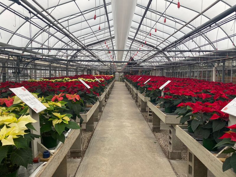 More Than Bouquets, The Greenhouse Browse Is The Real Detour More Than Bouquets, The Greenhouse Browse Is The Real Detour