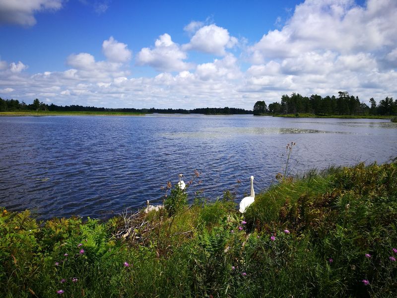 More Than Swans Share the Water More Than Swans Share the Water