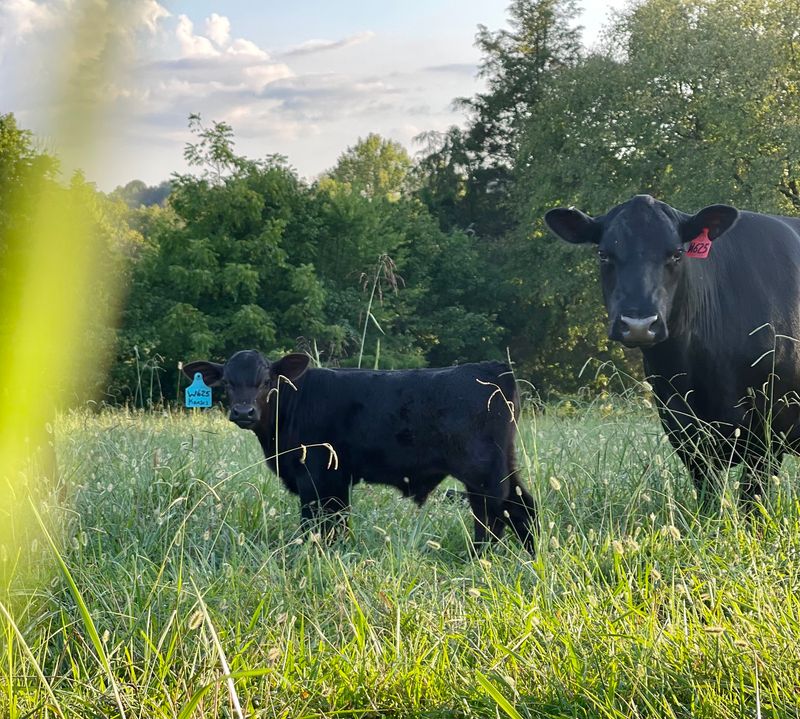 More Than a Photo Op: What a Visit to Clydesdale Farms Is Like More Than a Photo Op: What a Visit to Clydesdale Farms Is Like