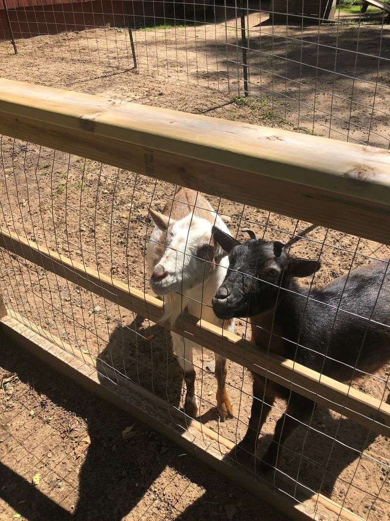 More than alpacas, the farm has extra animal energy