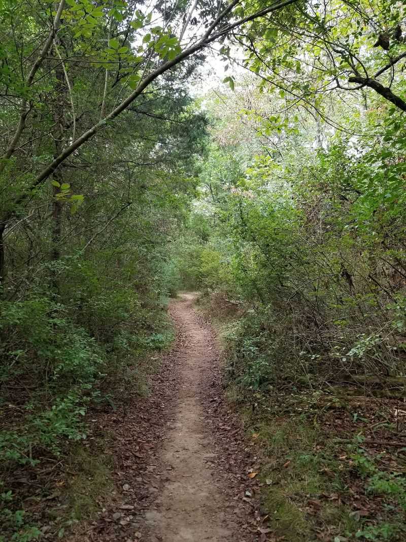 Mossy Ridge Trail at Percy Warner Park