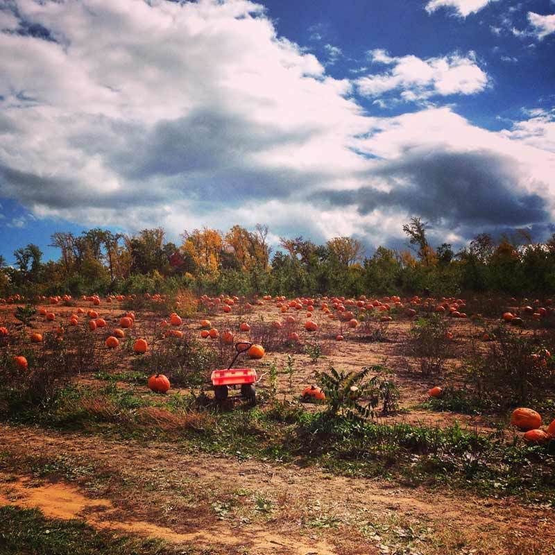 Mt. Airy Orchards - Dillsburg