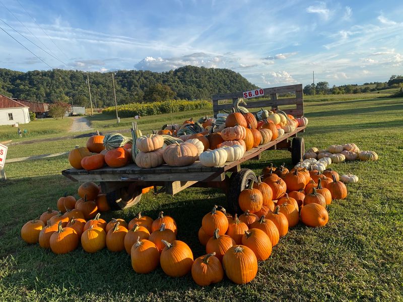 Myers Pumpkin Patch & Greenhouses, Bulls Gap Myers Pumpkin Patch & Greenhouses, Bulls Gap