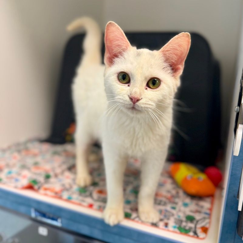 Nashville Humane Association - Nashville Nashville Humane Association - Nashville