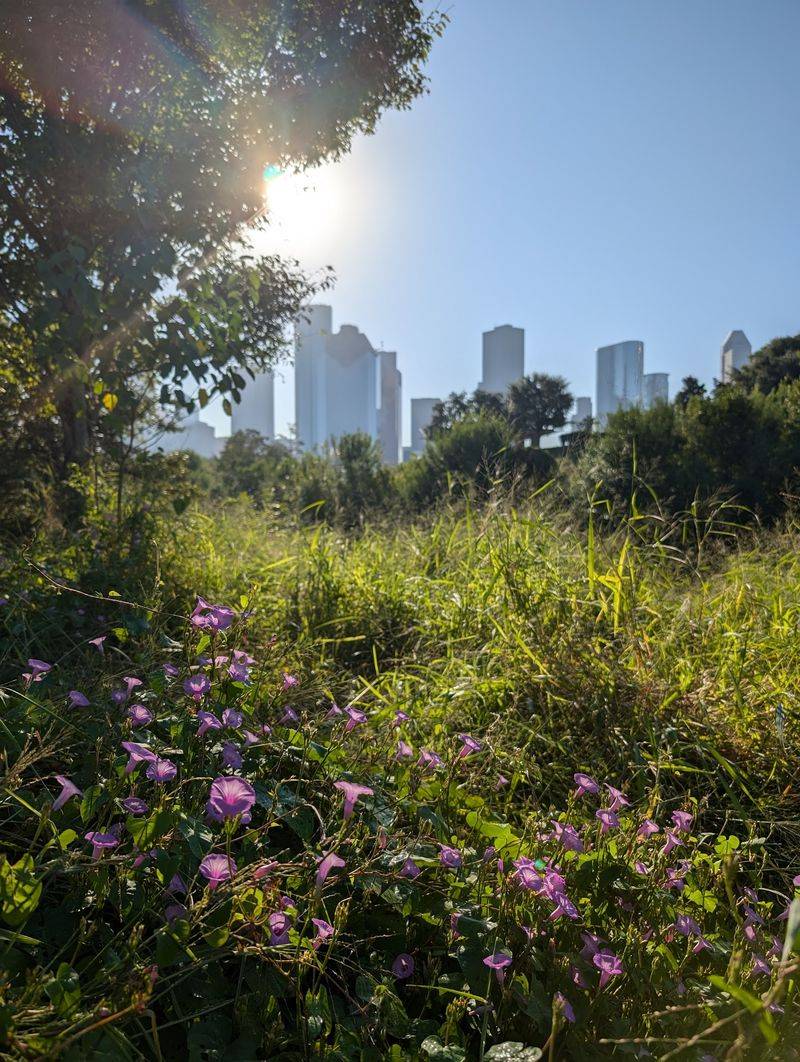Native Plant Gardens in Evening Light Native Plant Gardens in Evening Light