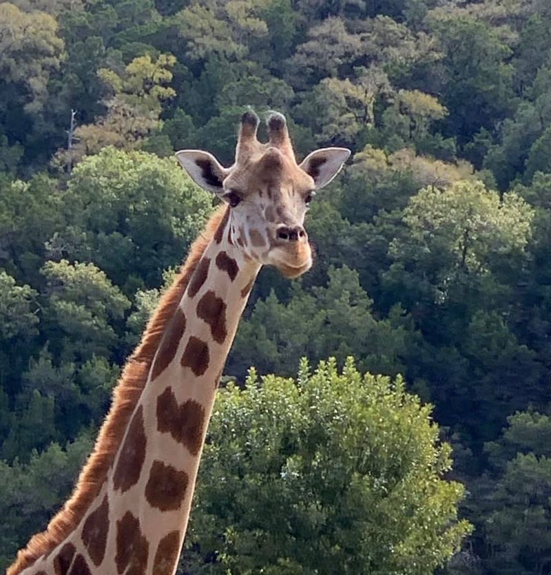 Natural Bridge Wildlife Ranch (San Antonio)